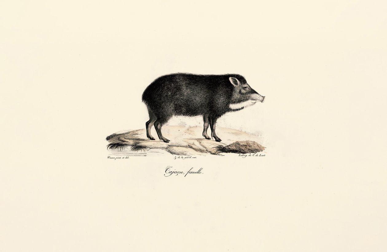 Pecari fêmea de Jacques Christophe Werner