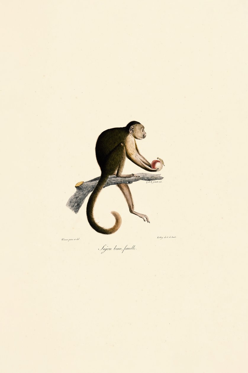 Fêmea de macaco-prego de Jacques Christophe Werner