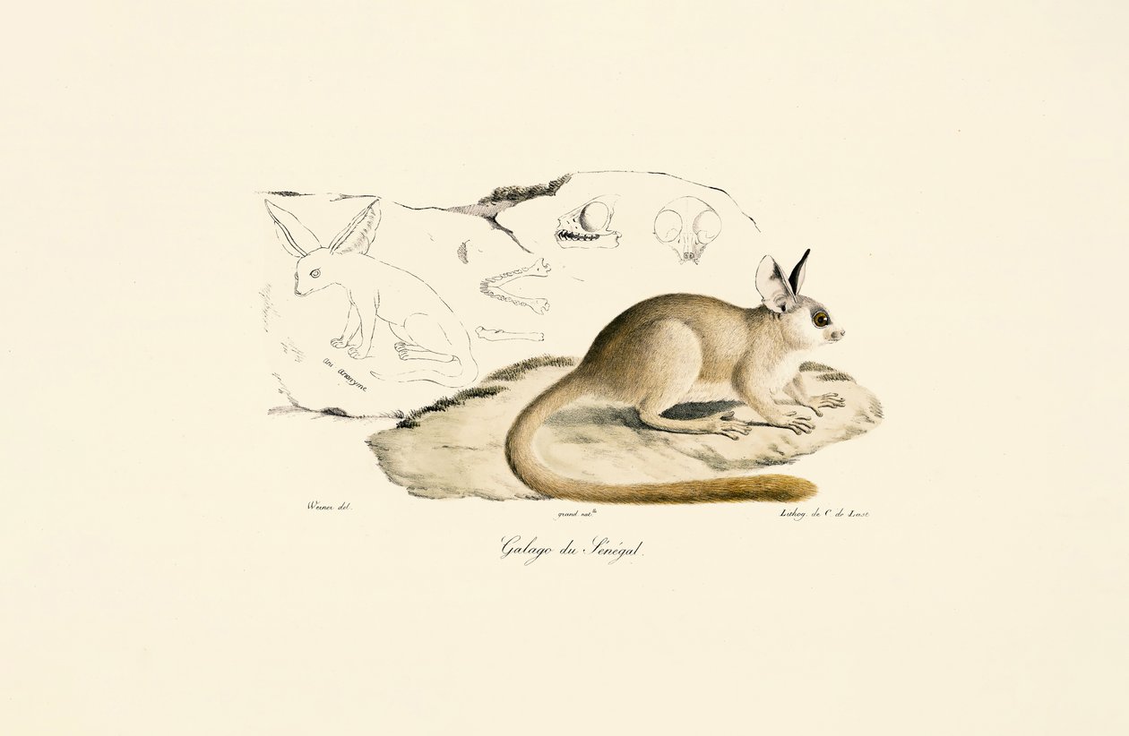 Raposa de Fennec de Jacques Christophe Werner