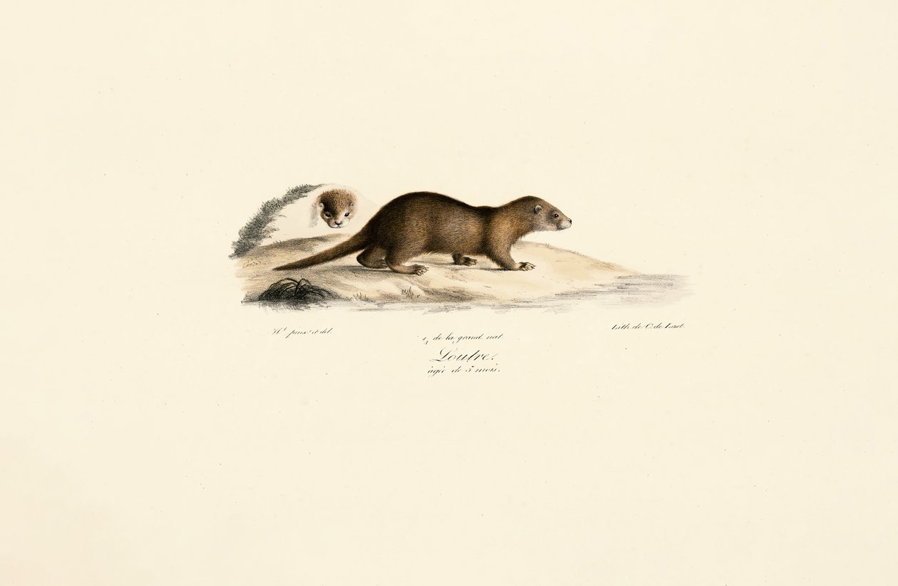Furão e marta-pedra de Jacques Christophe Werner