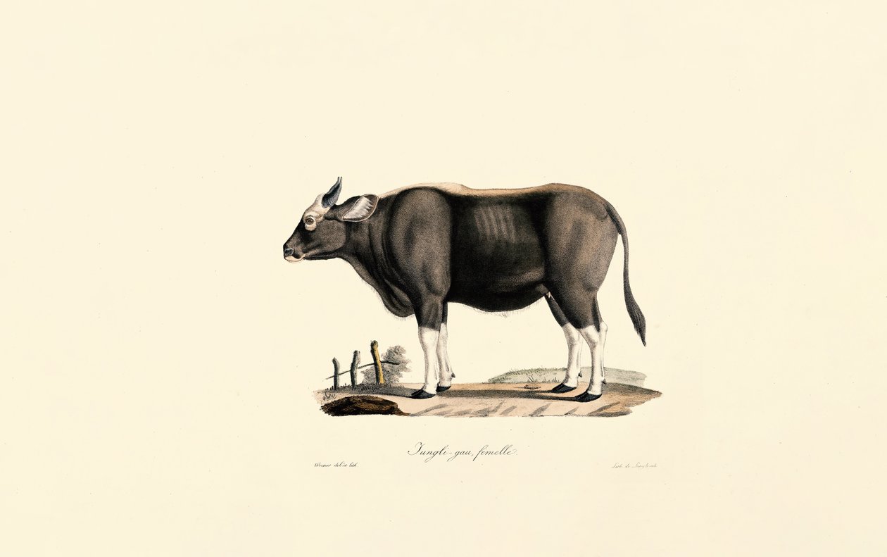  de Jacques Christophe Werner