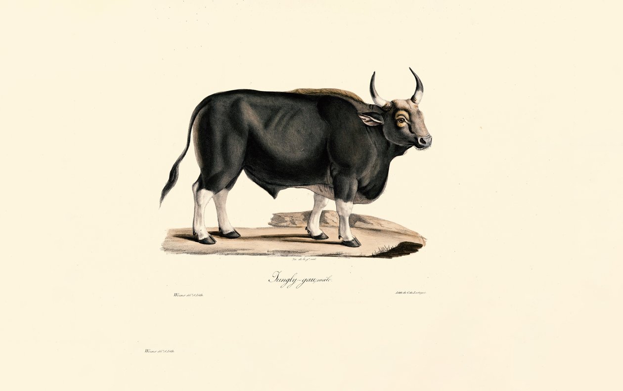 Gaur Masculino de Jacques Christophe Werner