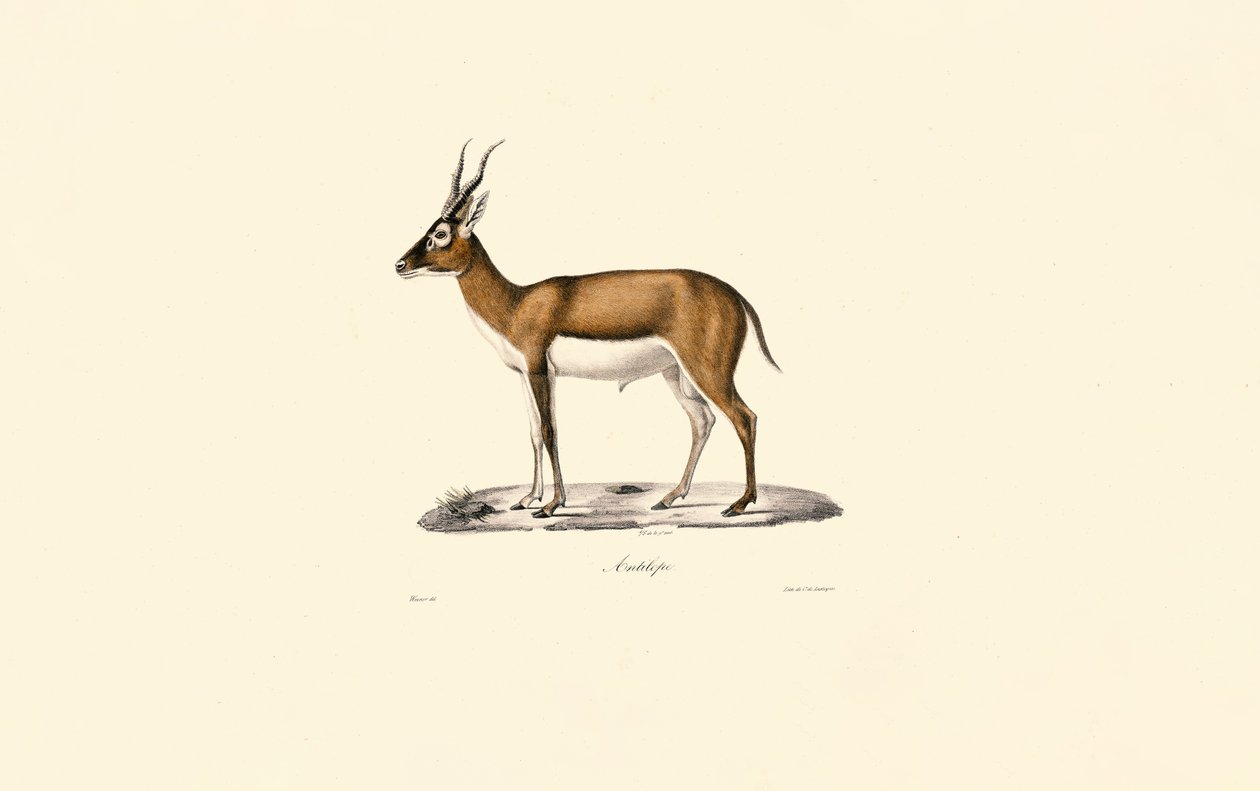Gazela de Goitered de Jacques Christophe Werner