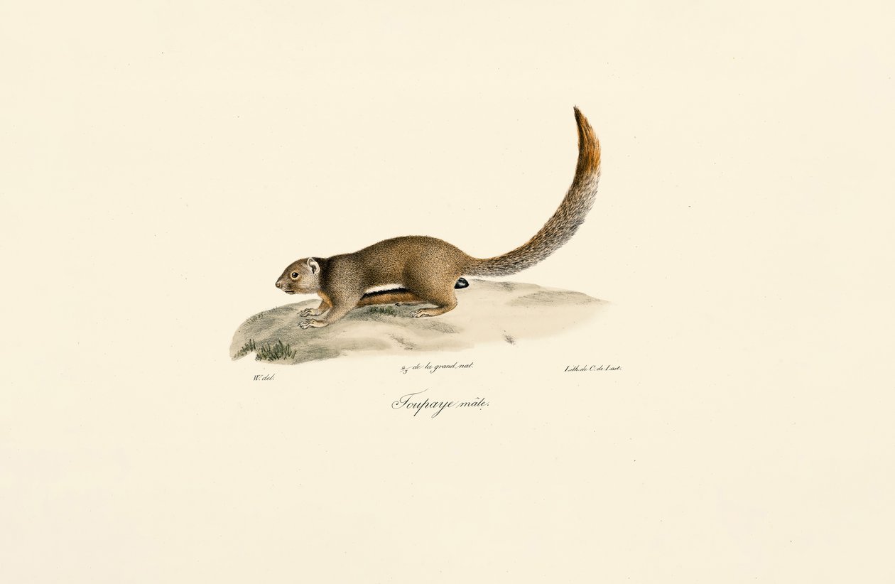Esquilo terrestre de canela dourada (macho) de Jacques Christophe Werner