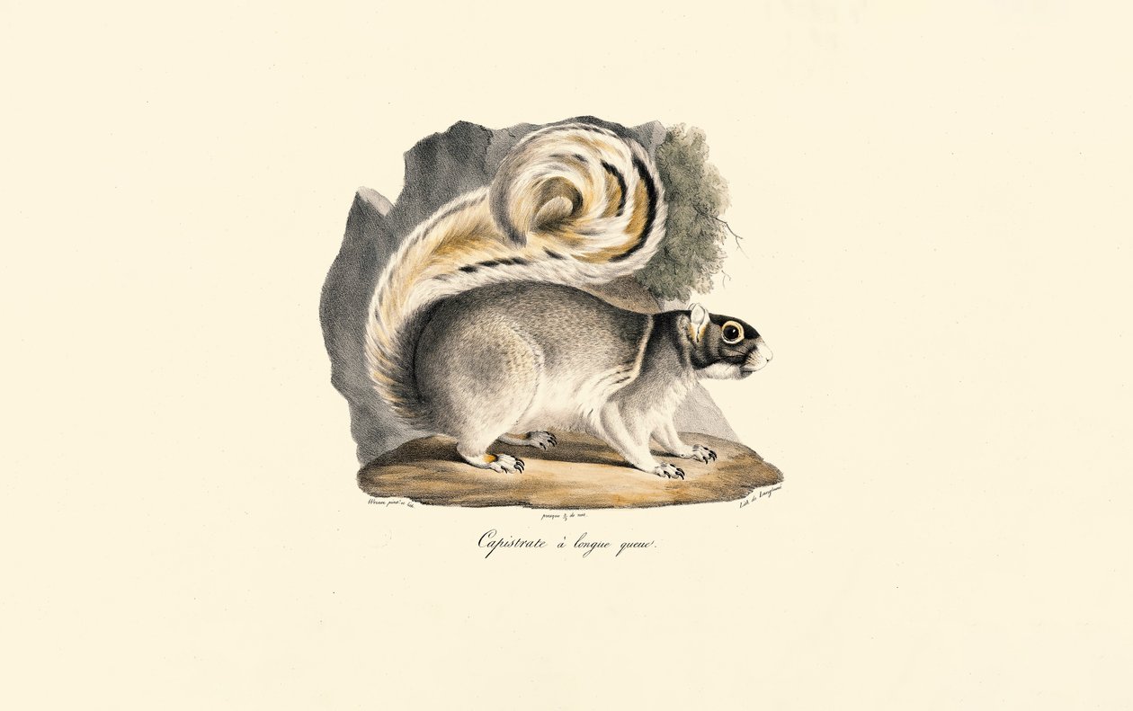 Esquilo terrestre de canela dourada de Jacques Christophe Werner