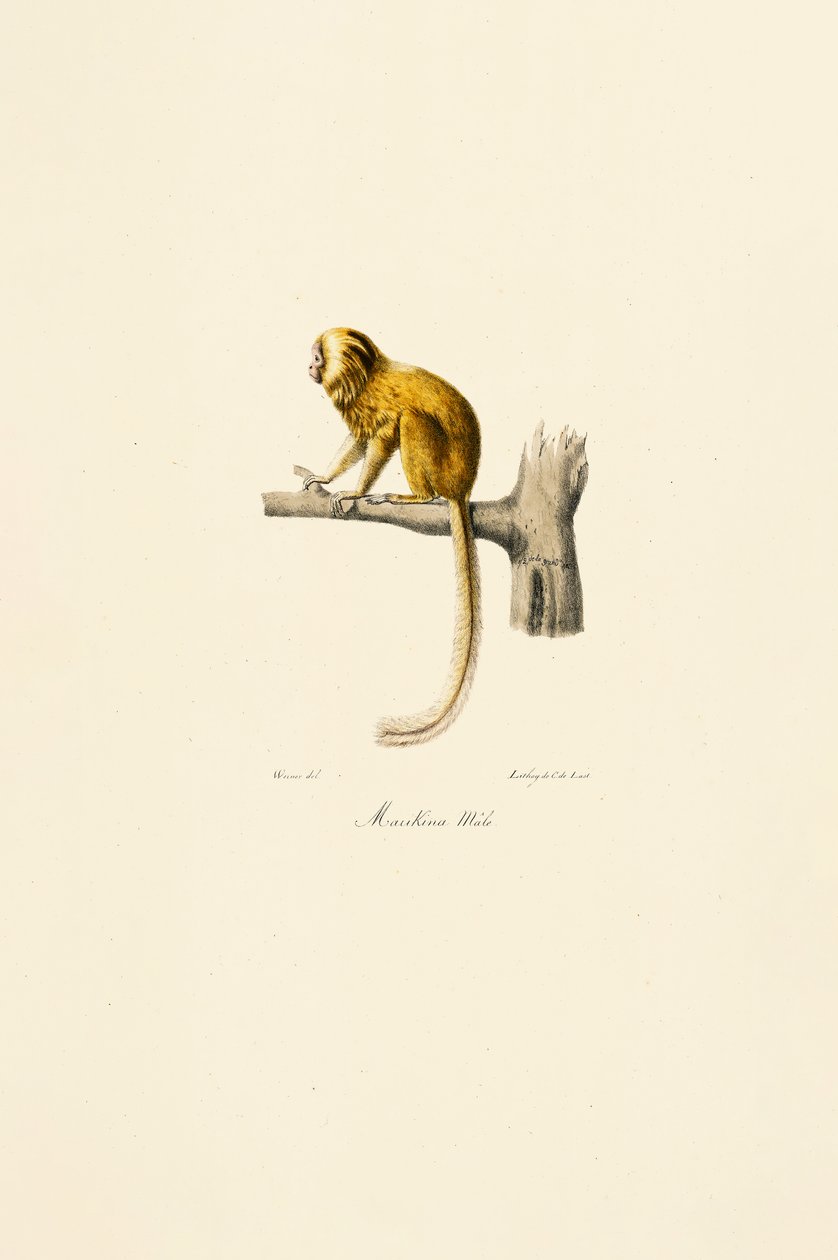 Mico-leão-dourado de Jacques Christophe Werner