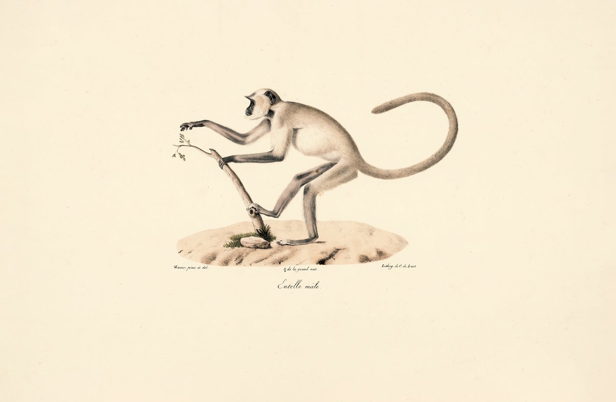 Langur de Hanuman cinzento de Jacques Christophe Werner