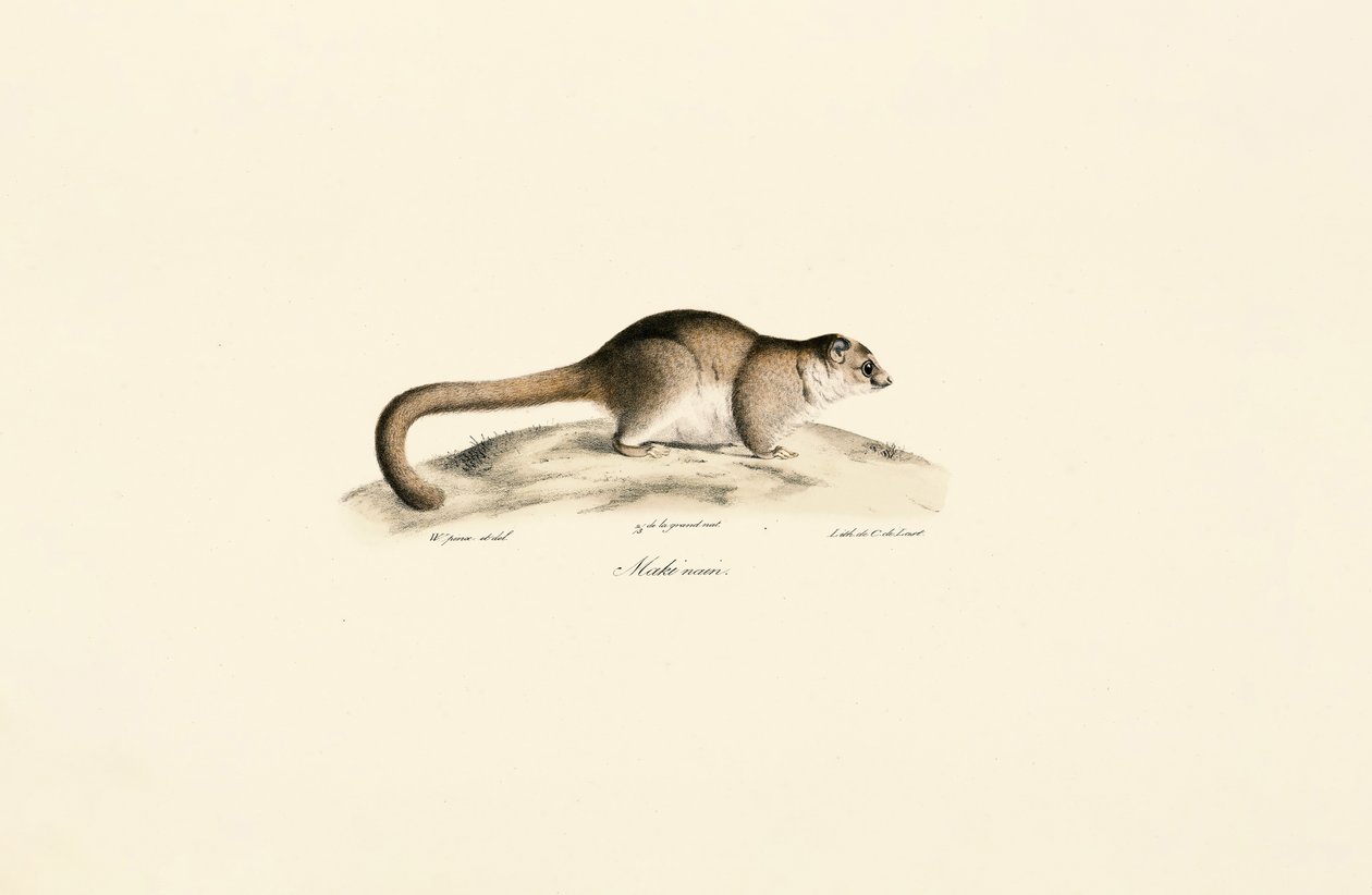Lémure-rato-cinzento de Jacques Christophe Werner