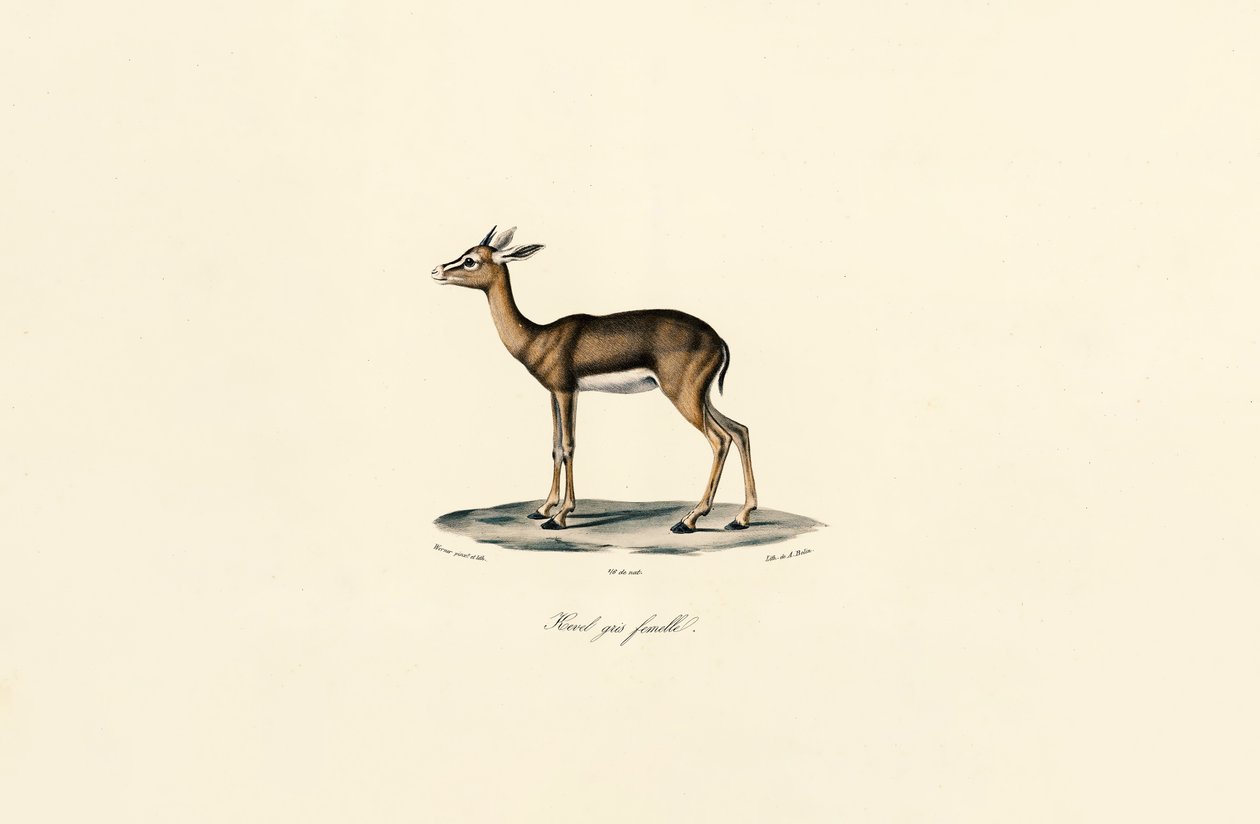 Reedbuck cinzento (Fêmea) de Jacques Christophe Werner