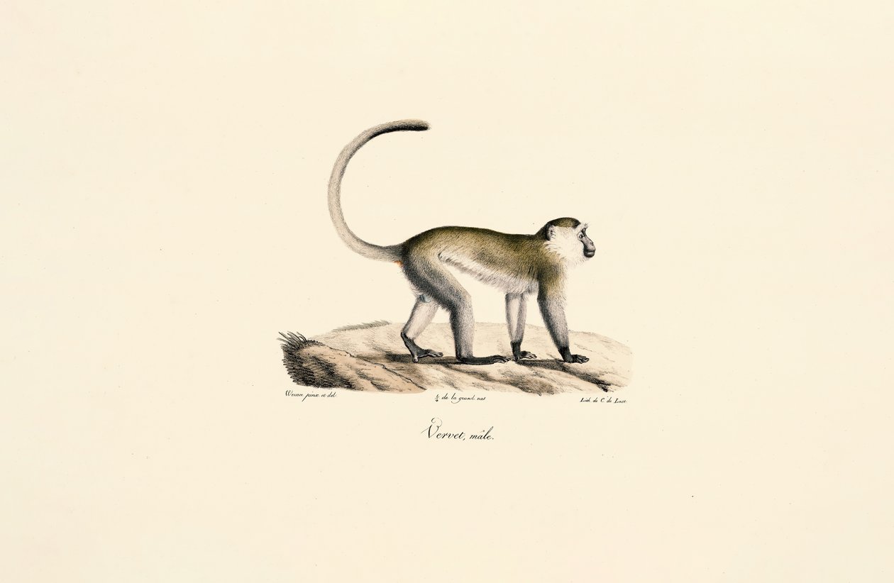 Macaco verde (Chlorocebus sabaeus) de Jacques Christophe Werner