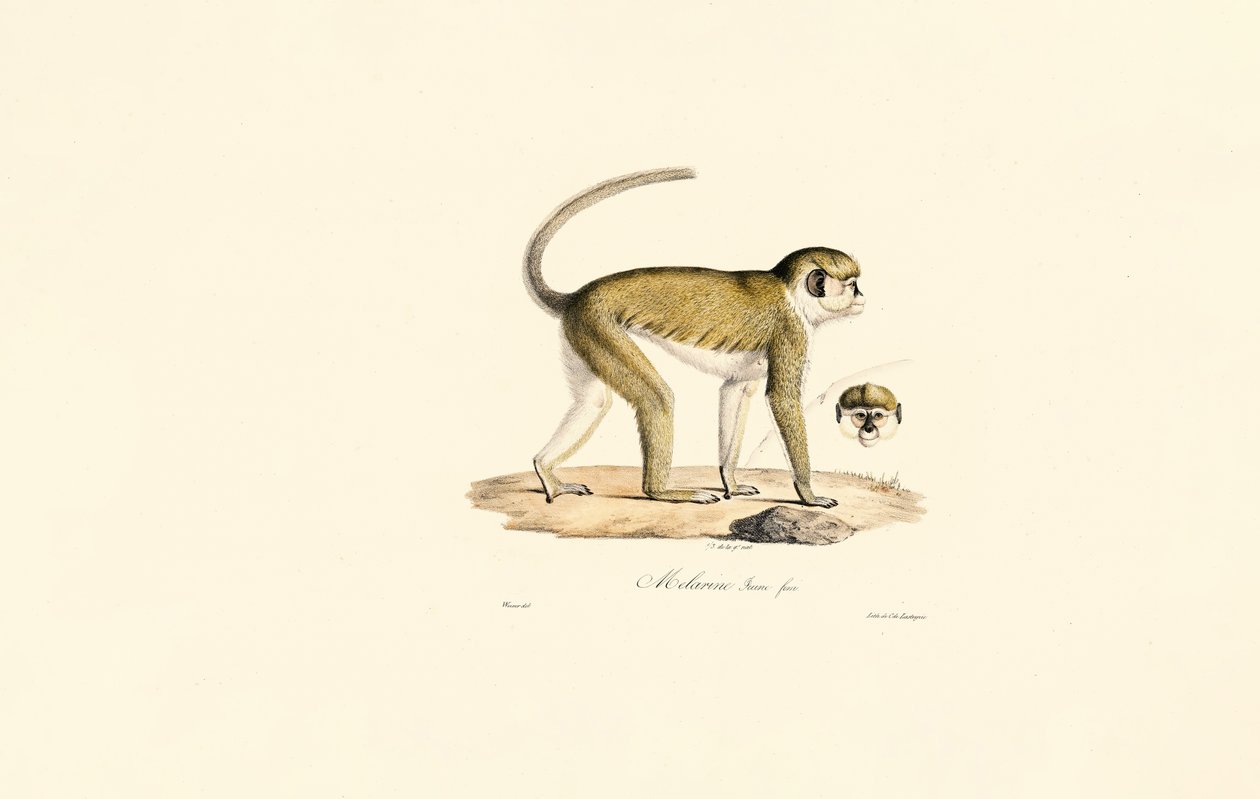 Macaco verde (Malbrouc Femelle) de Jacques Christophe Werner