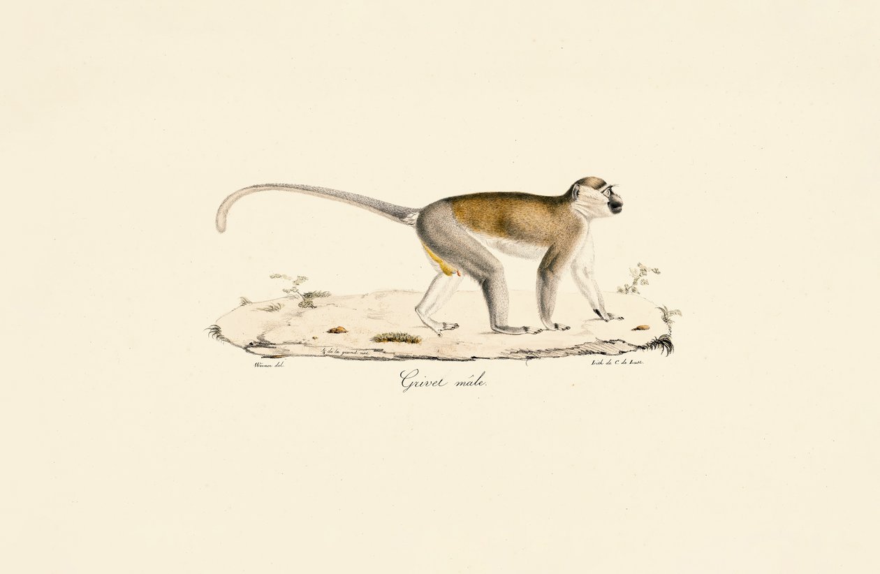 Macaco verde (macho) de Jacques Christophe Werner