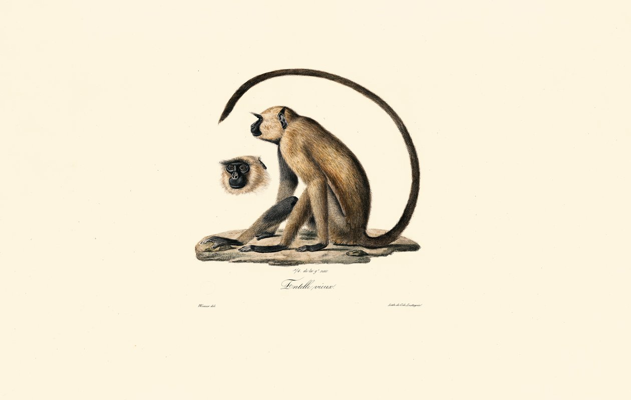 Langur cinzento (Old Entelle) de Jacques Christophe Werner