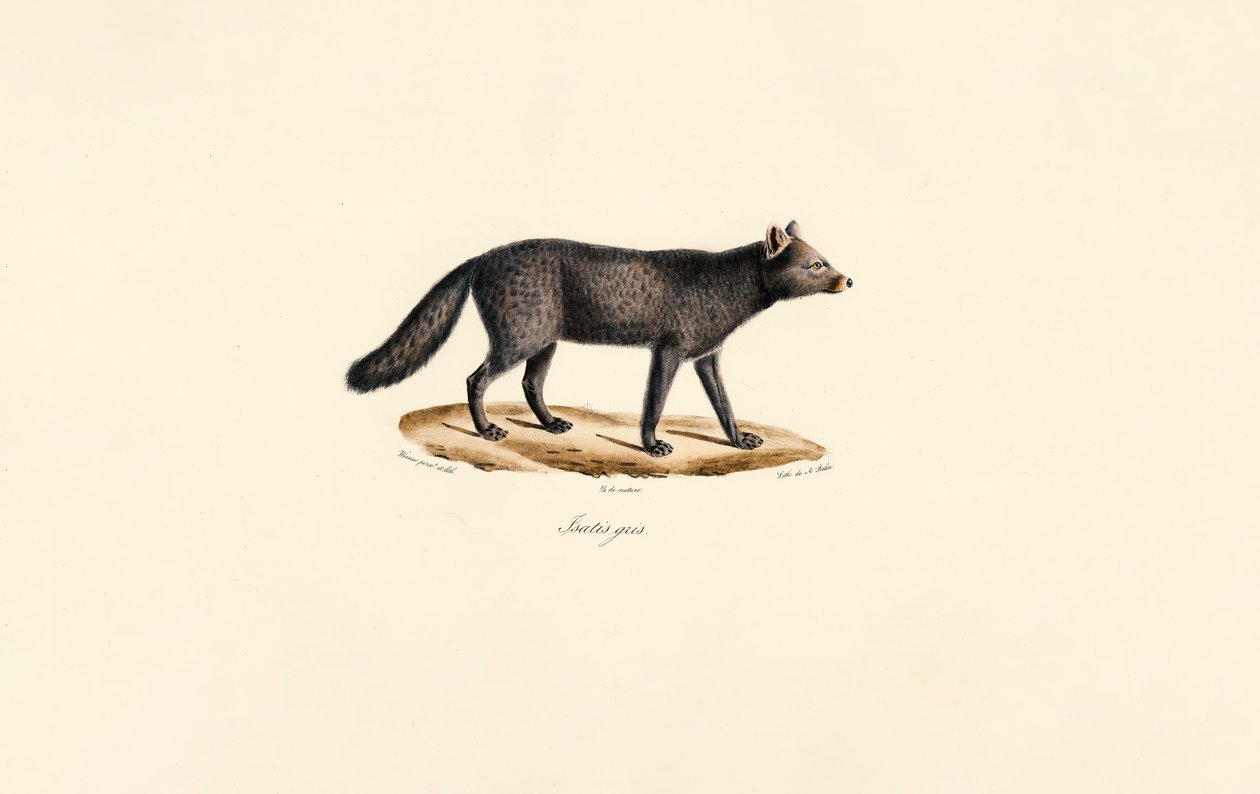 Suricata cinzento de Jacques Christophe Werner