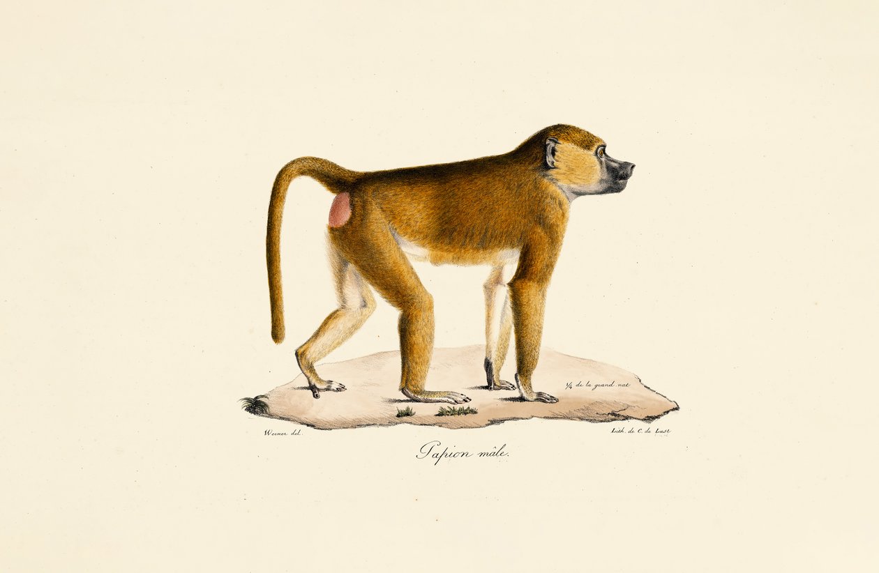 Babuíno da Guiné (macho) de Jacques Christophe Werner
