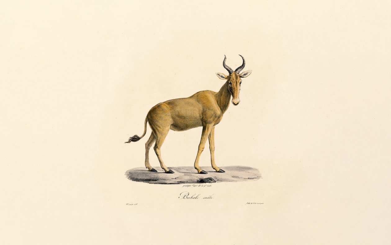 Hartebeest de Jacques Christophe Werner