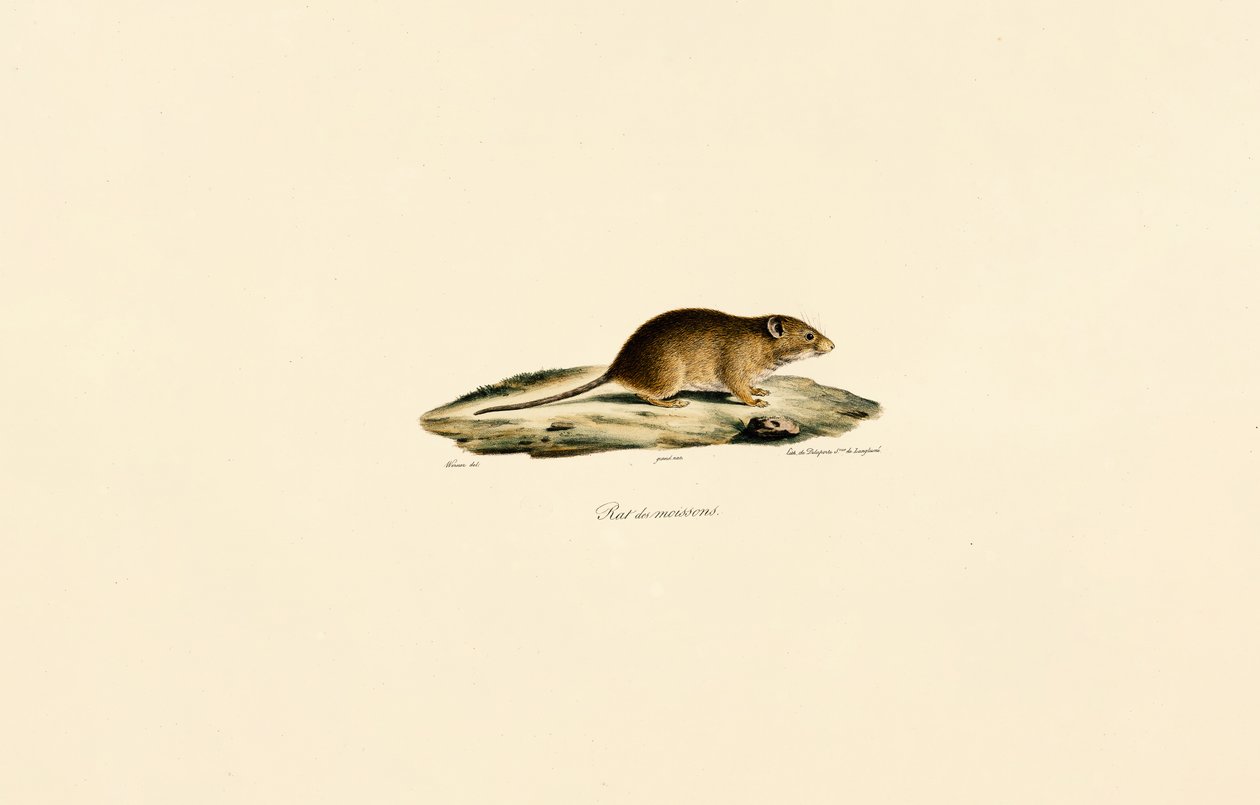 Rato da colheita de Jacques Christophe Werner