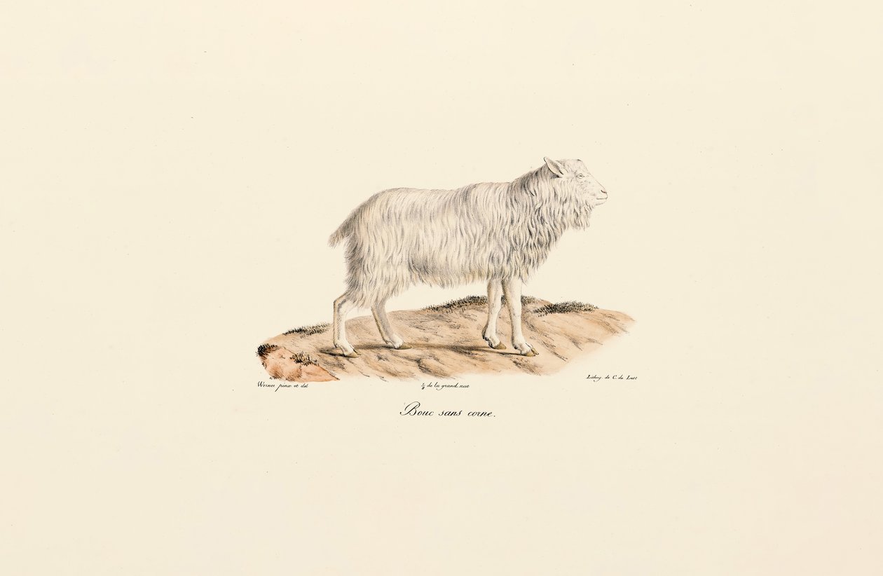Cabra sem chifres de Jacques Christophe Werner