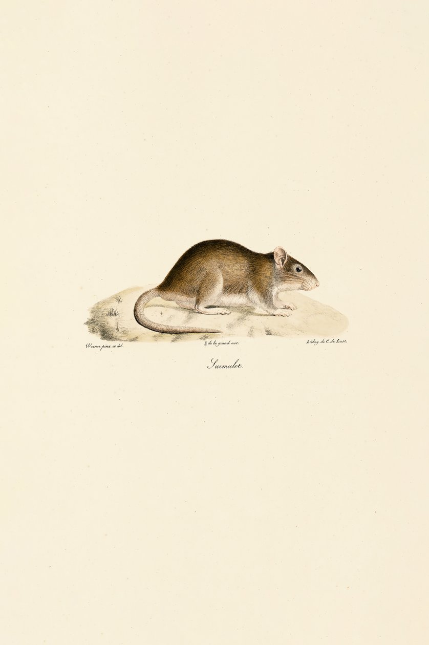 Rato doméstico de Jacques Christophe Werner