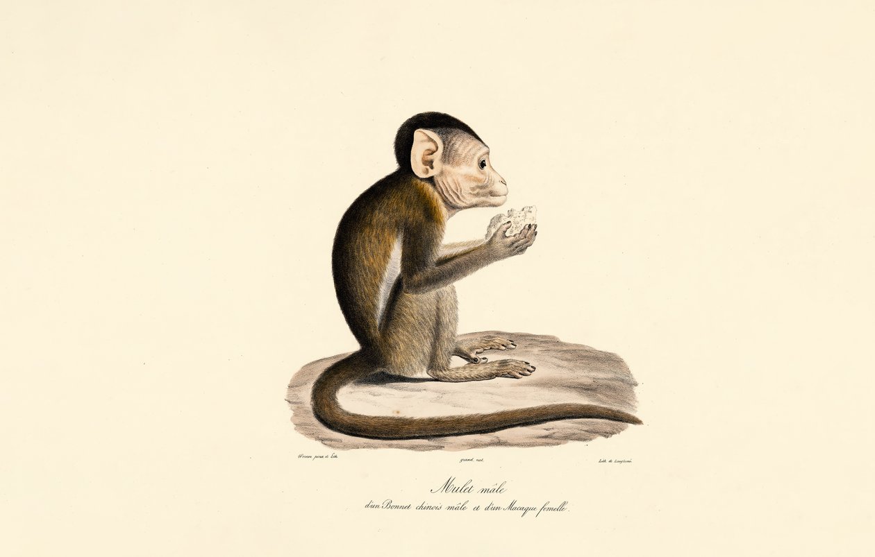 Híbrido de macaco bonnet e macaco de cauda de porco de Jacques Christophe Werner
