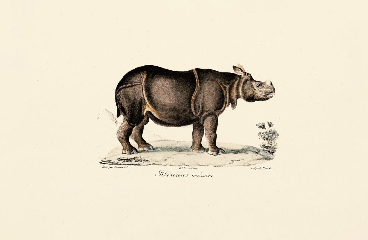 Rinoceronte indiano de Jacques Christophe Werner