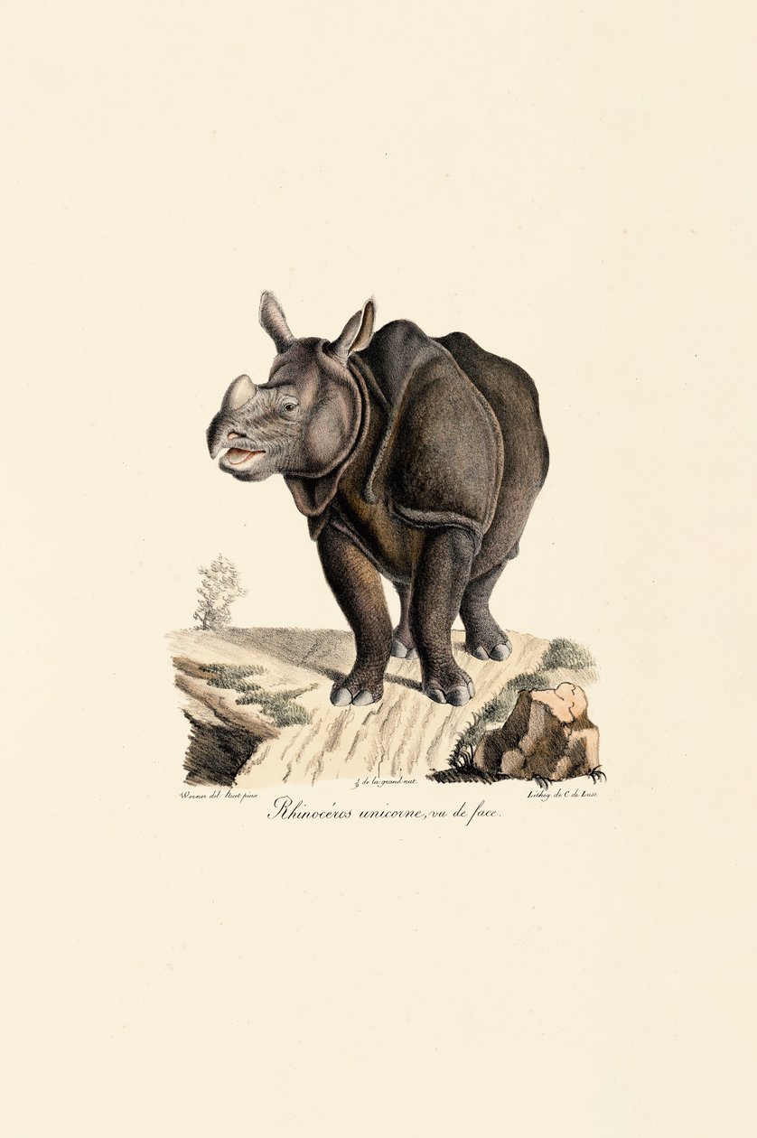 Rinoceronte indiano, vista frontal de Jacques Christophe Werner