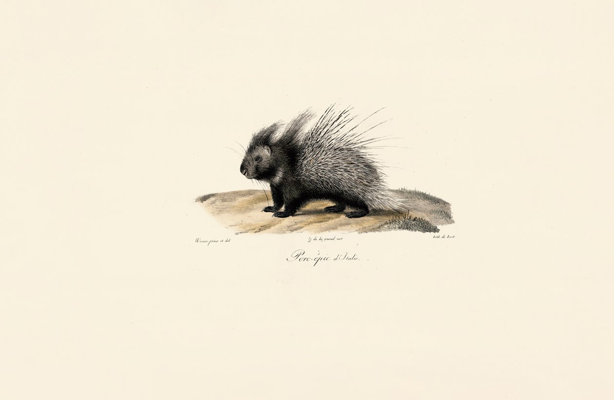 Porco-espinho de crista italiana de Jacques Christophe Werner