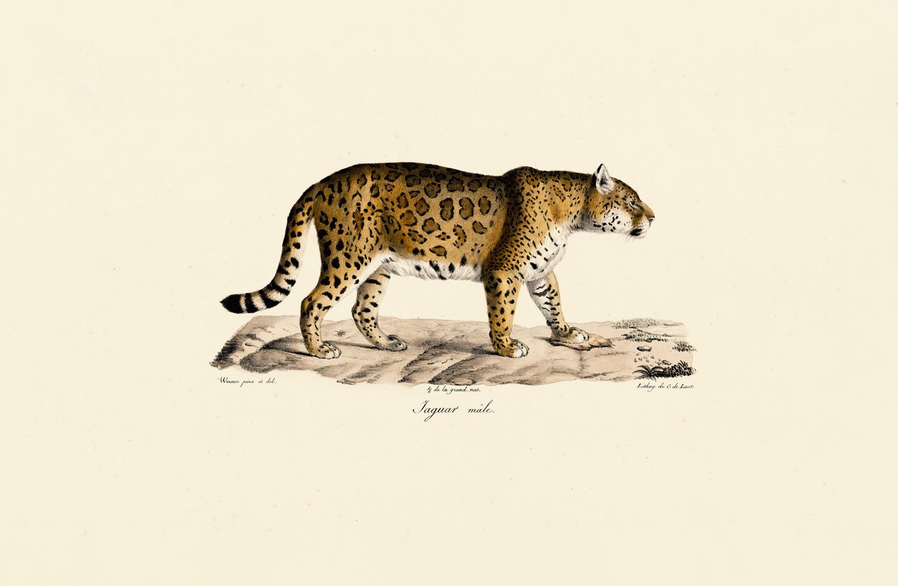 Jaguar (macho) em vista lateral de Jacques Christophe Werner