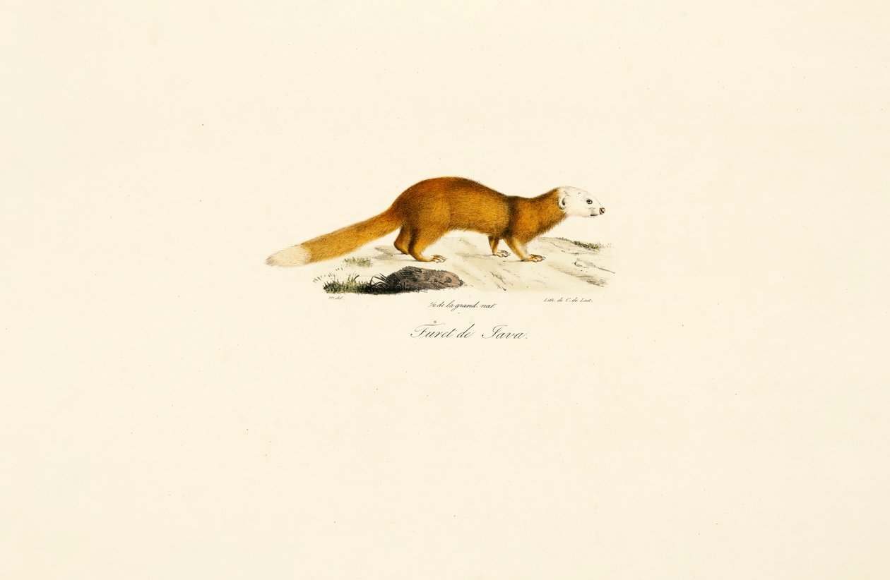 Furão de Javanês Texugo de Jacques Christophe Werner