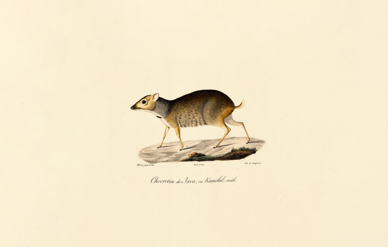 Veado-rato de Javan (macho) de Jacques Christophe Werner