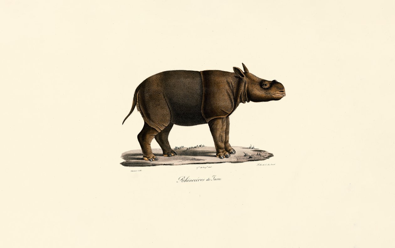 Rinoceronte de Javan de Jacques Christophe Werner