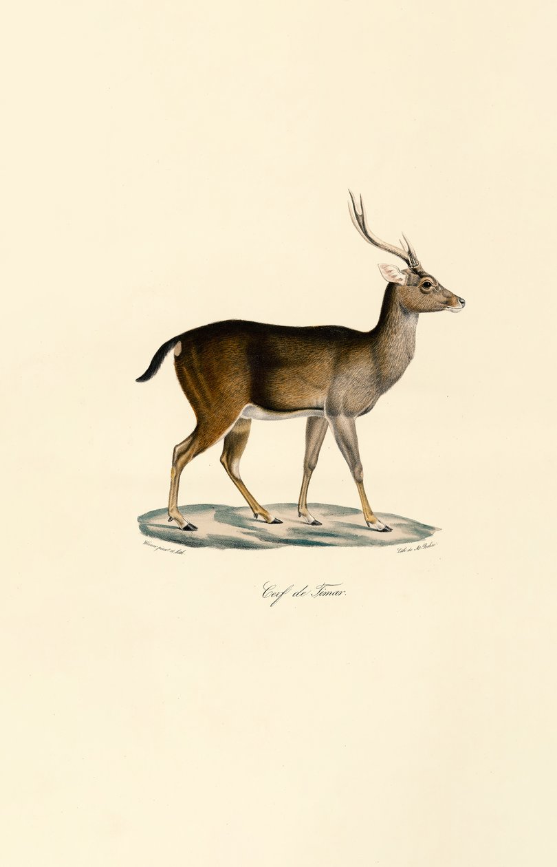 Javan Rusa de Jacques Christophe Werner