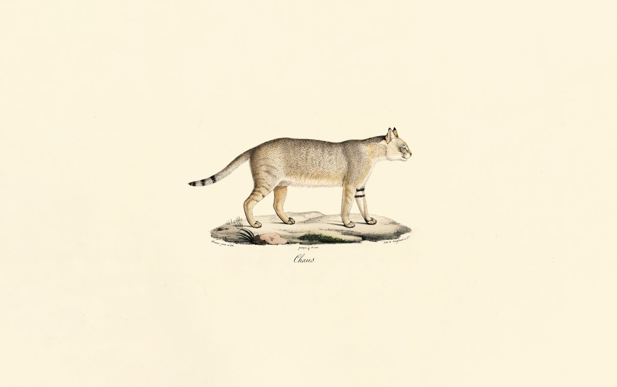 Gato da selva de Jacques Christophe Werner