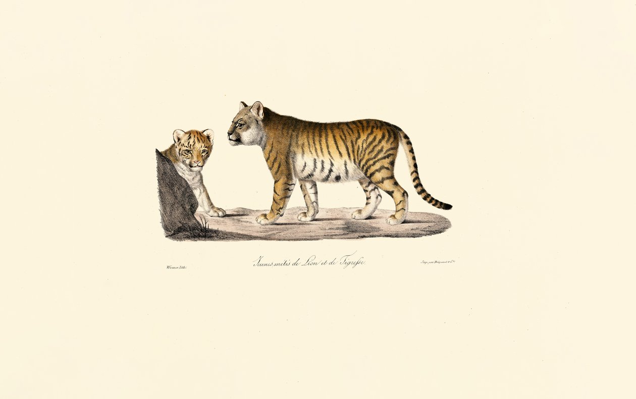 Híbrido de leão e tigre de Jacques Christophe Werner
