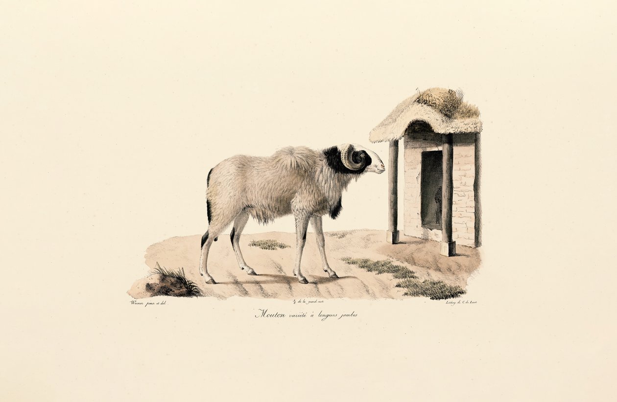 Ovelha Barbary de patas longas de Jacques Christophe Werner