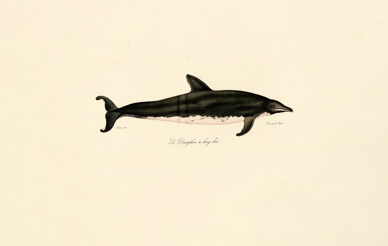Golfinho de focinho longo de Jacques Christophe Werner