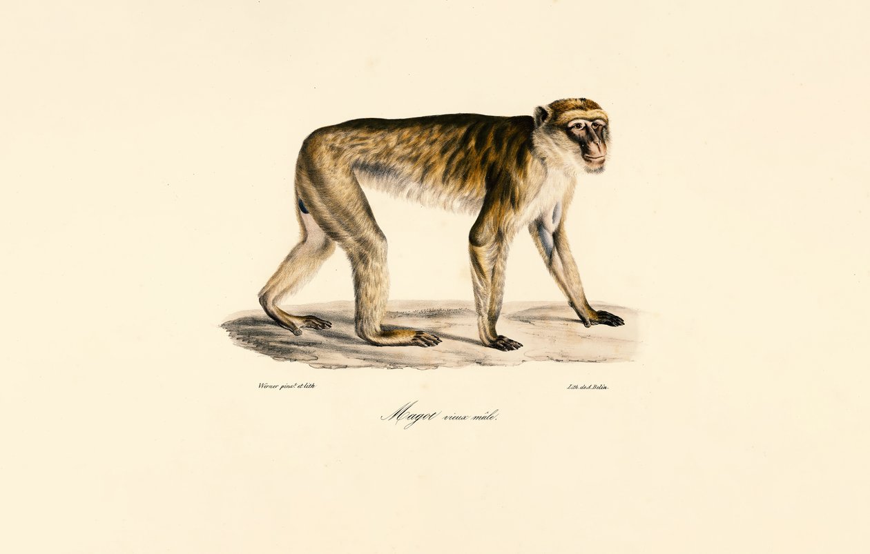 Macaque de cauda longa (macho) de Jacques Christophe Werner