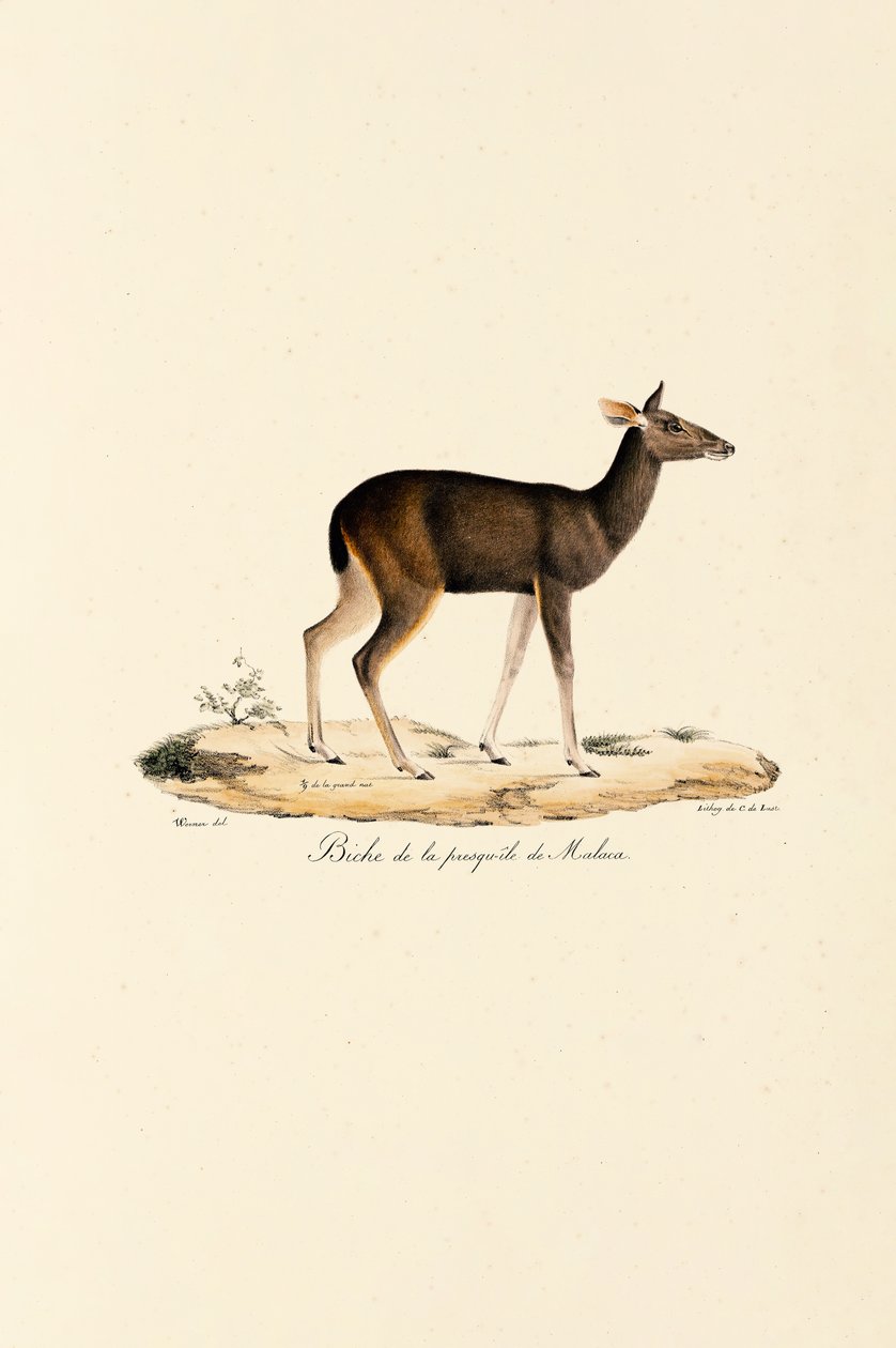 Veado malaio Coelha de Jacques Christophe Werner