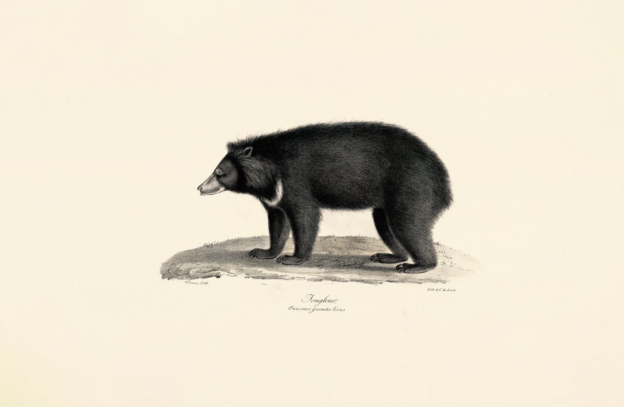 Urso do sol da Malásia de Jacques Christophe Werner