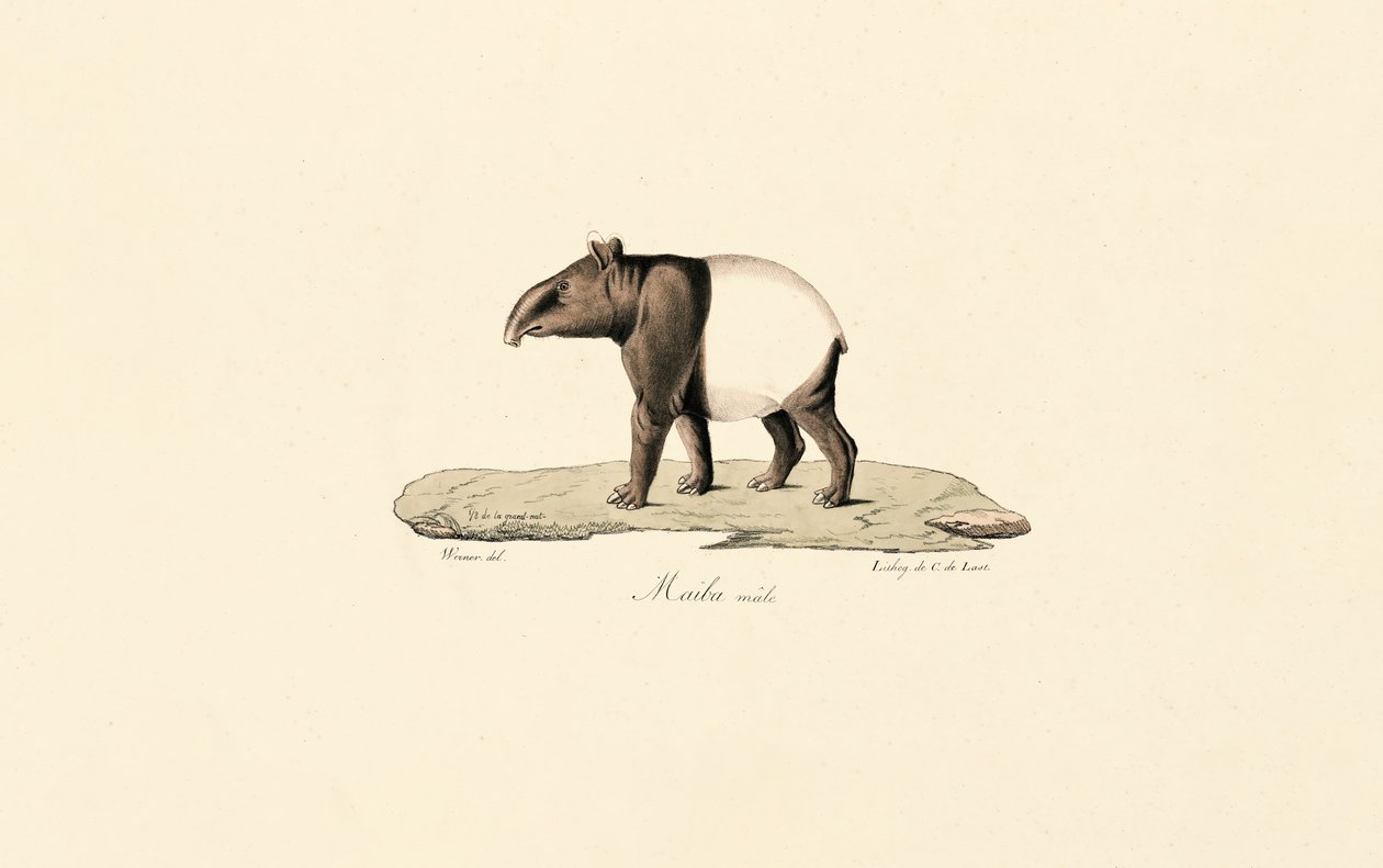 Anta da Malaia de Jacques Christophe Werner