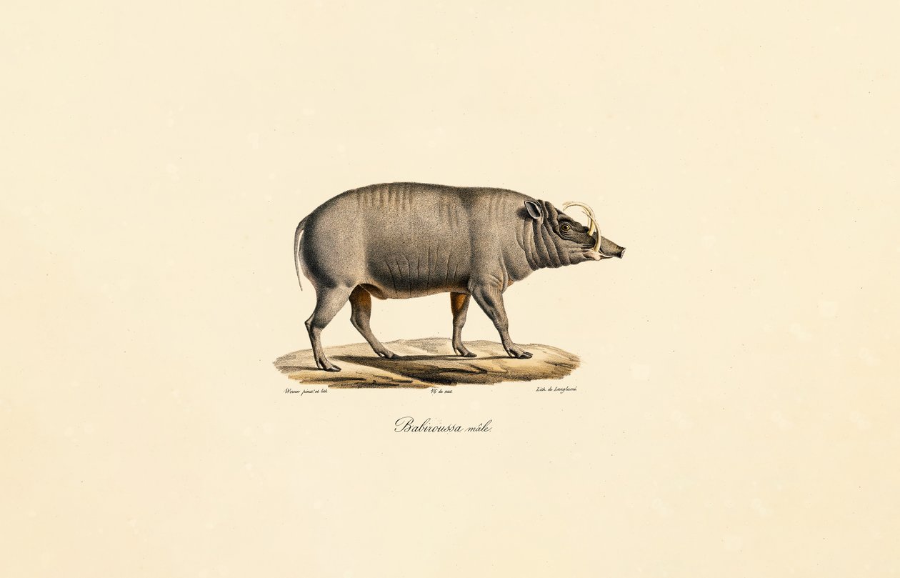 Homem Babirusa de Jacques Christophe Werner