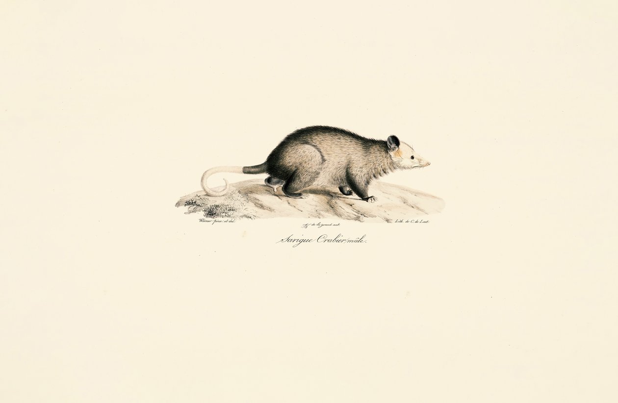 Macho de gambá lanudo de cauda nua de Jacques Christophe Werner