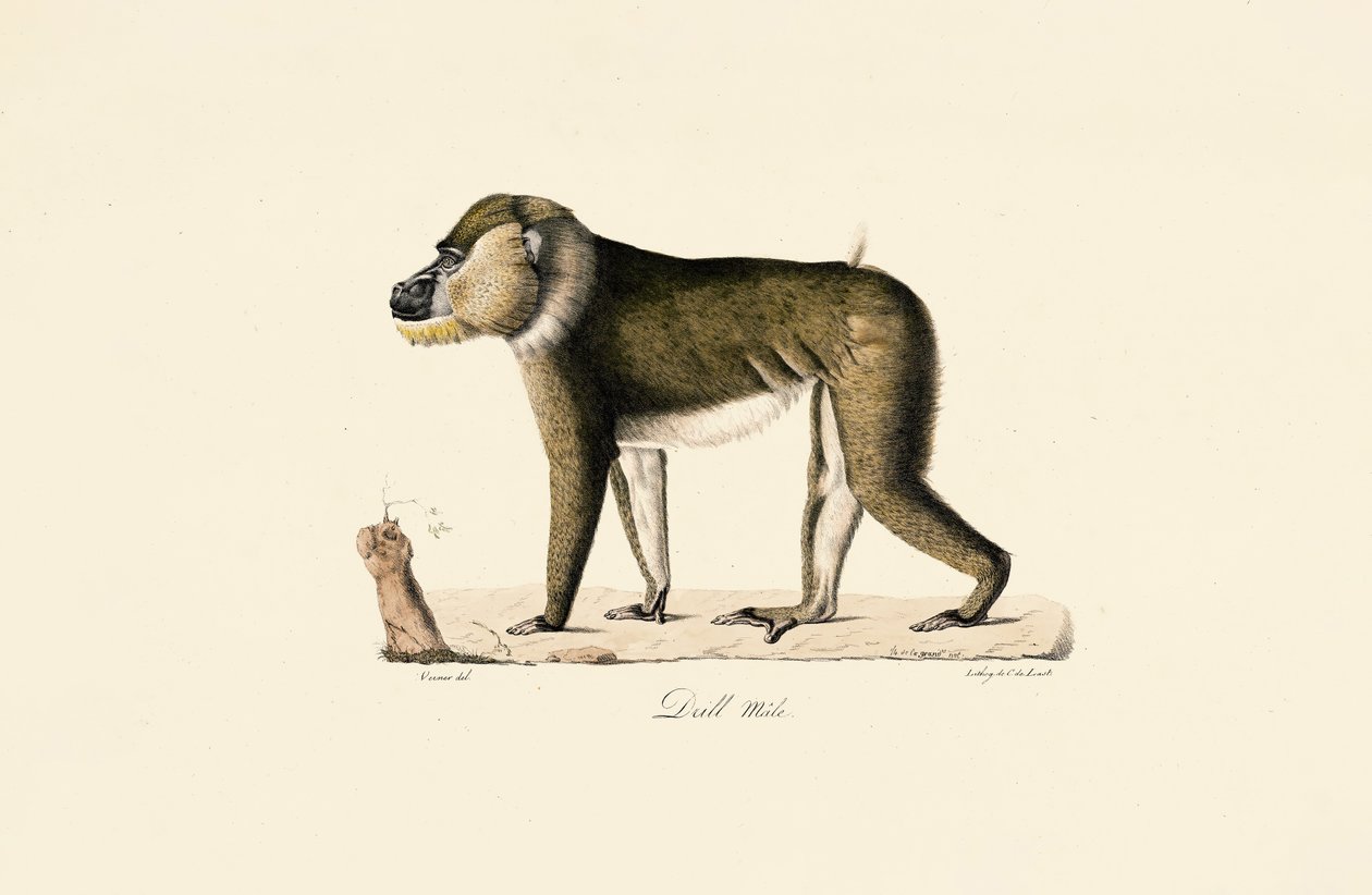 Babuíno Gelada macho de Jacques Christophe Werner