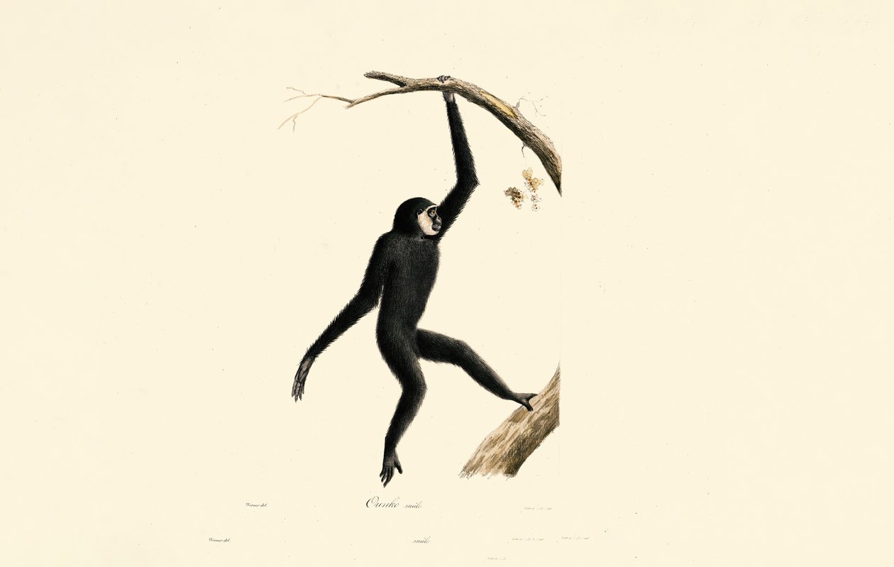 Homem Siamang de Jacques Christophe Werner