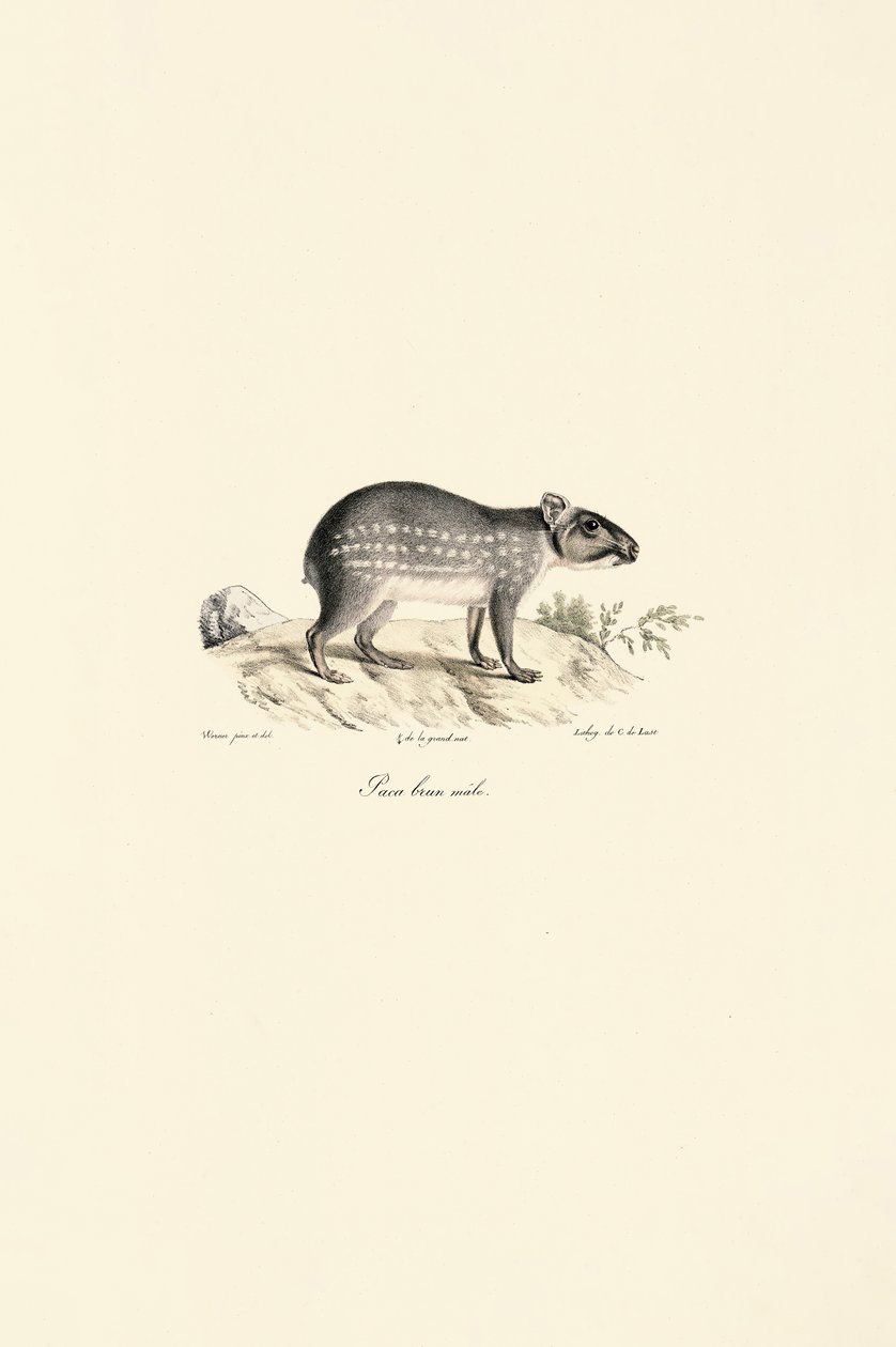 Paca-malhada macho de Jacques Christophe Werner