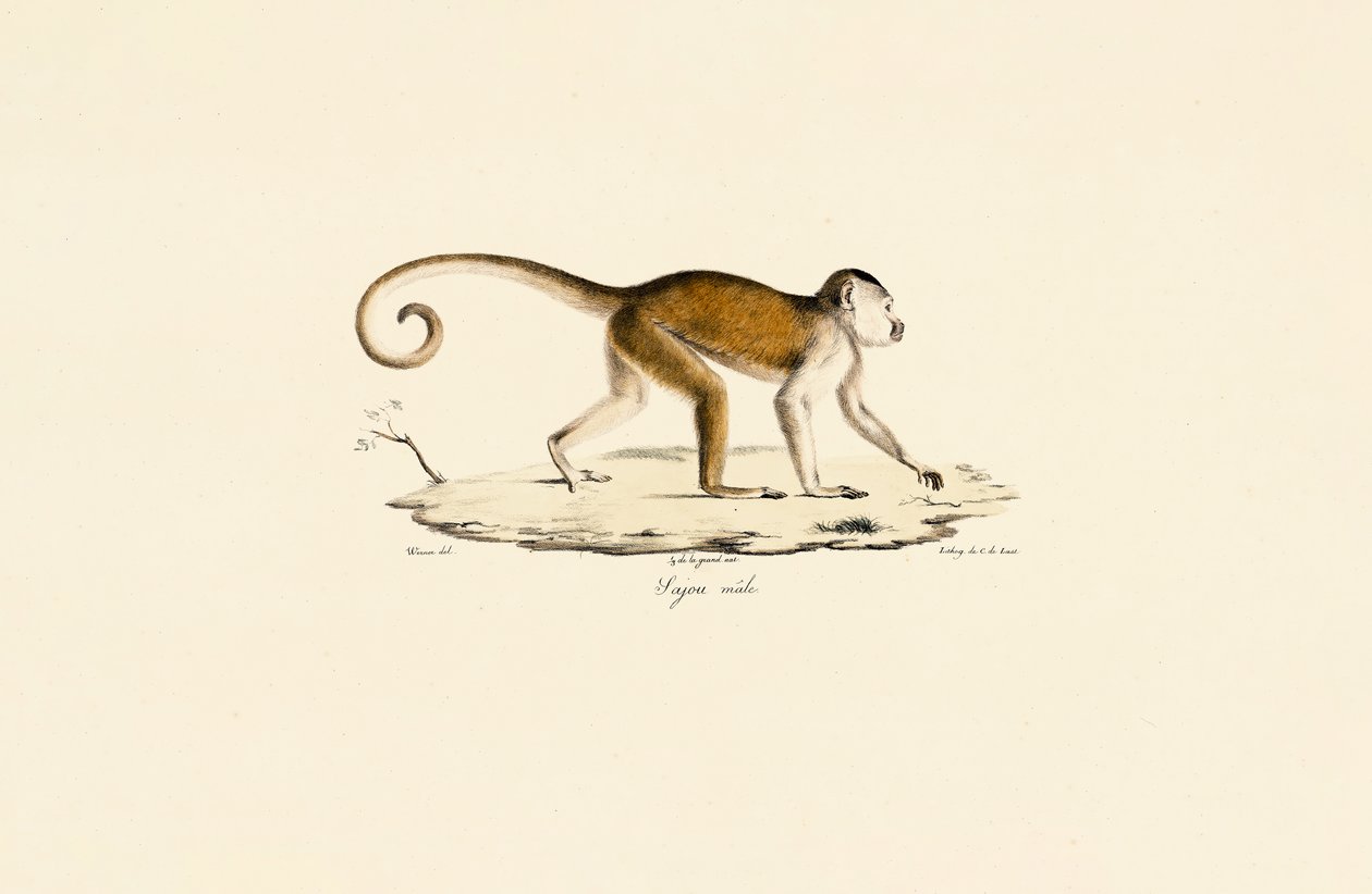 Macho de capuchinho de Jacques Christophe Werner