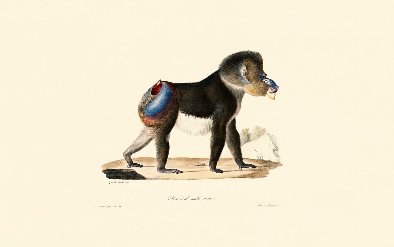 Mandril de Jacques Christophe Werner