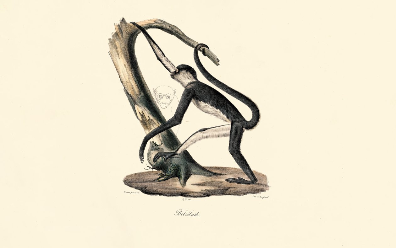 Guereza de manto de Jacques Christophe Werner