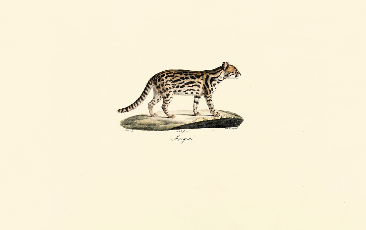 Margay de Jacques Christophe Werner