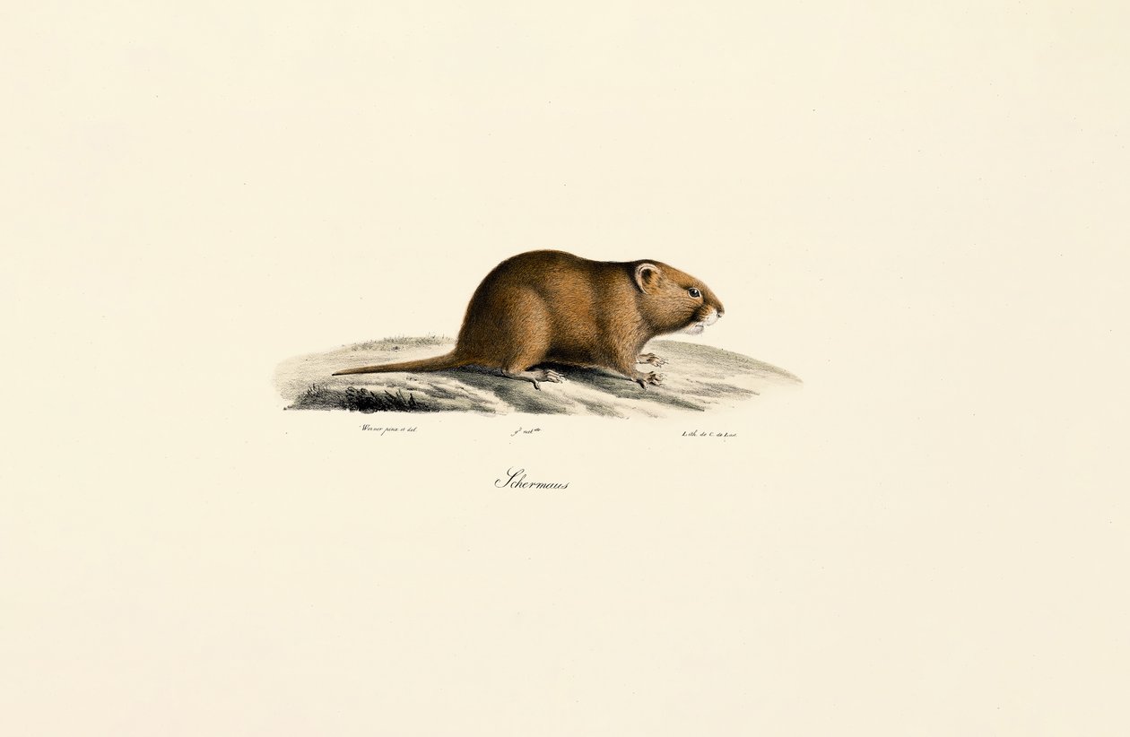Rato-mourisco (Sichermous) de Jacques Christophe Werner